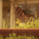 Ezekiel the Cockroach dancing on Danny the Brick.